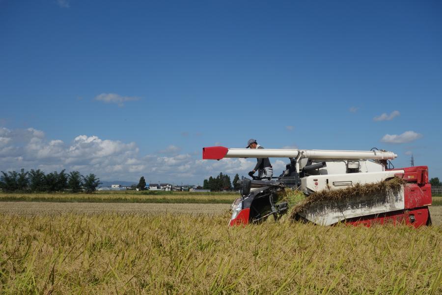 稲刈り